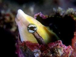 Who are you calling big nose... Bluestripped fangblenny w... by Alex Tattersall 